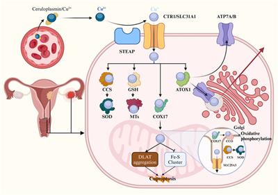 Copper homeostasis and cuproptosis in gynecological cancers